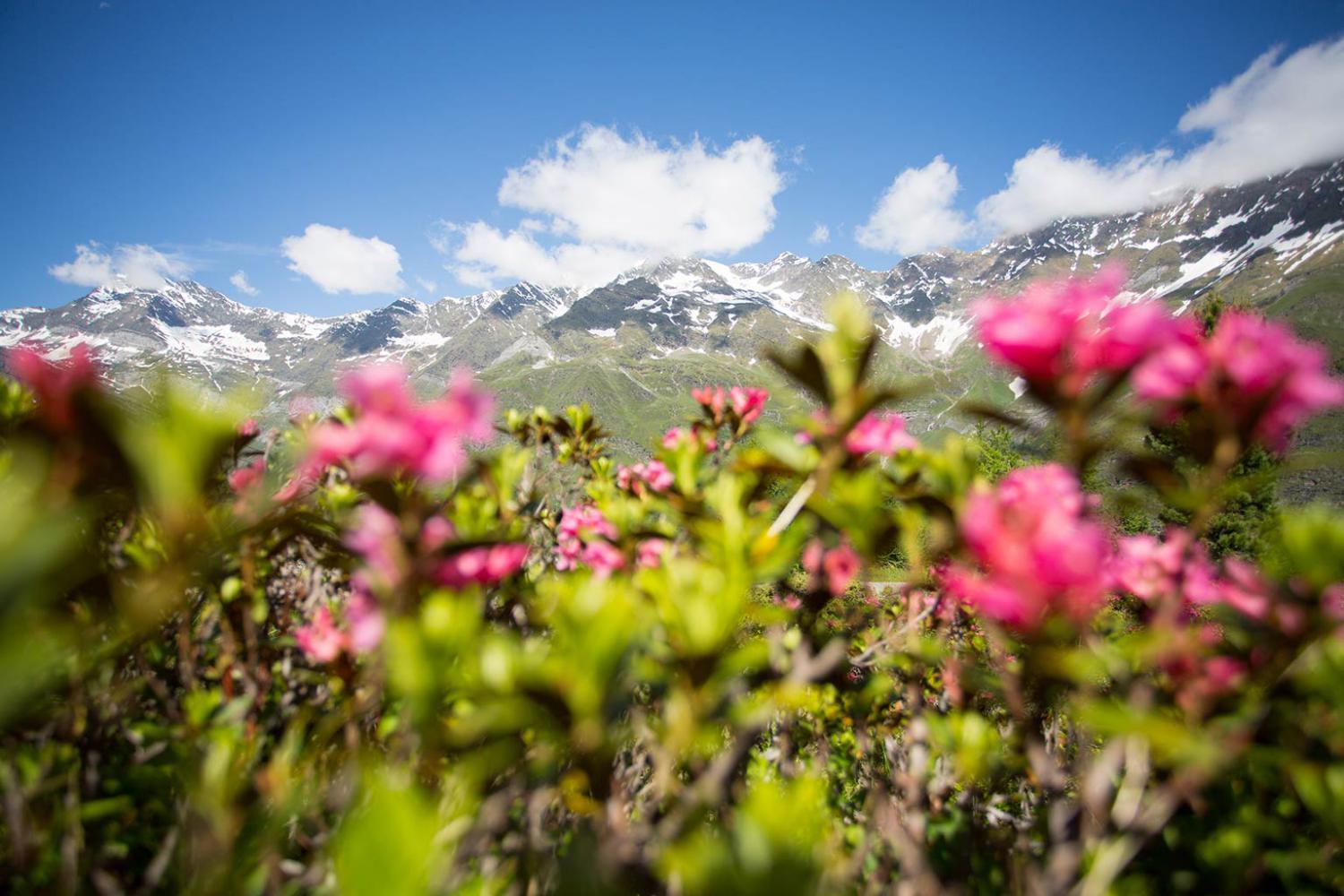 Rose alpine